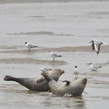 L'aeroplage, Standing Renove 40metres Lägenhet *